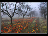 STROM Ruzomberok HM